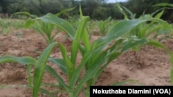 Hwange army worm