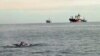 Grey whales off the California coast