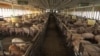 Some Farmers Go Big, Others Stay Small to Meet Global Food Demand 