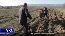Shqipëri, fermerët i kthehen mjeteve primitive për të punuar tokën