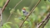 Cambodian Tailorbird (Orthotomus chaktomuk), a small, light and dark grey bird with an orange-red tuft, was described by scientists as "hiding in plain sight" in Cambodia’s capital Phnom Penh when first spotted in 2009. (James Eaton/Birdtour Asia)