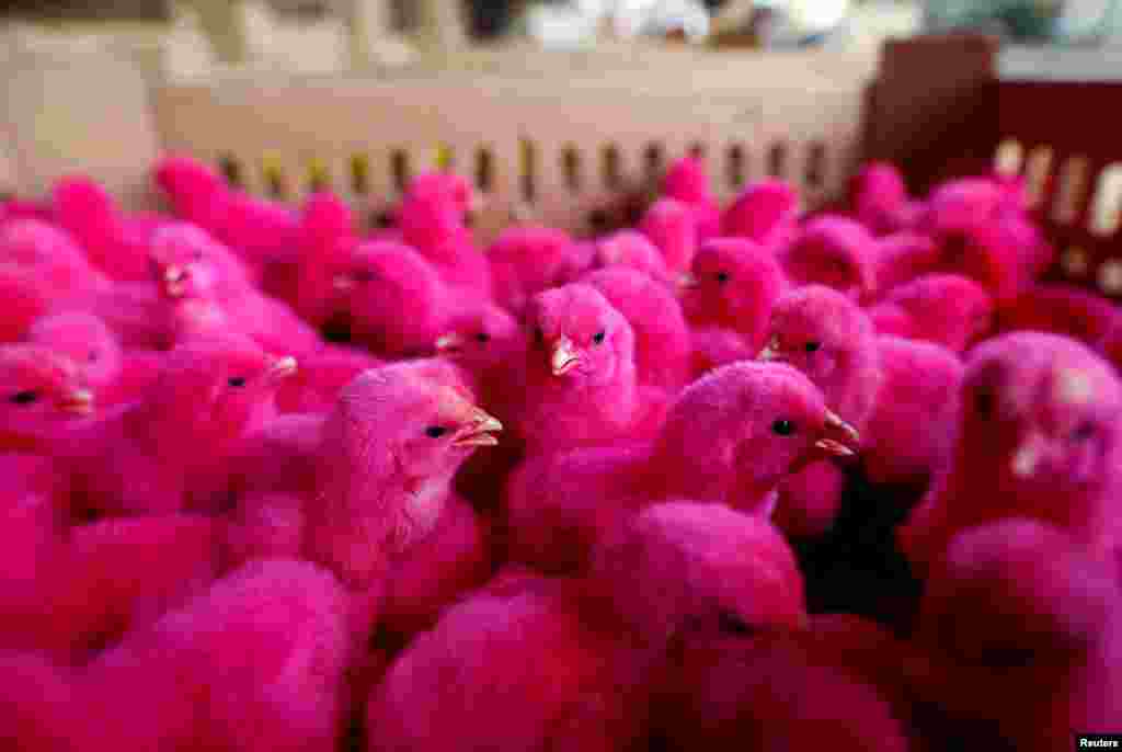 Chicks dyed in red are for sale at a small poultry market in Jakarta, Indonesia.