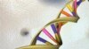 FILE - DNA double helix is seen in an undated artist's illustration released by the National Human Genome Research Institute.