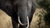 Un éléphant africain marche dans la savane près de Arusha, Tanzanie, le 9 août 2013.