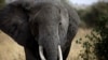 La population des éléphants d'Afrique au plus bas depuis 25 ans