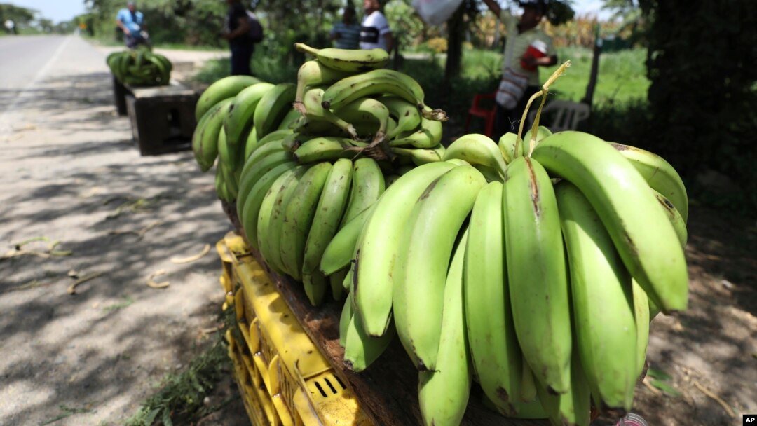 A man sells bananas near a quarantined banana plantation affected by a destructive fungus near Riohacha, Colombia, Thursday, Aug. 22, 2019. A disease that ravages banana crops has made its long-dreaded arrival in Latin America. (AP Photo/Fernando Vergara)