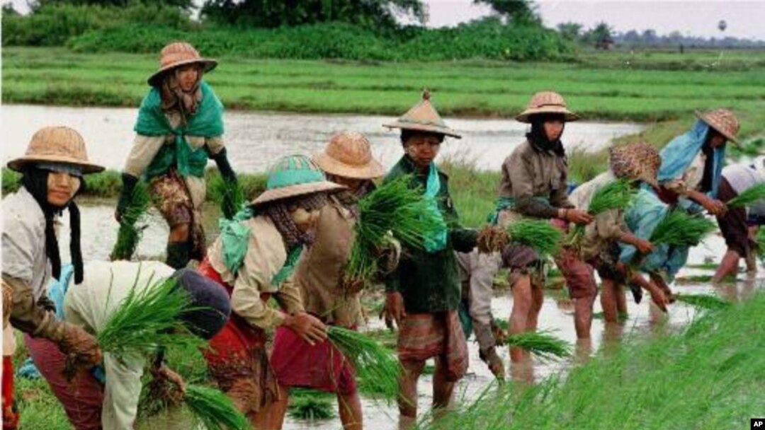 ရန်ကုန်တိုင်းအတွင်း လယ်စိုက်နေတဲ့ လယ်သူမများ 