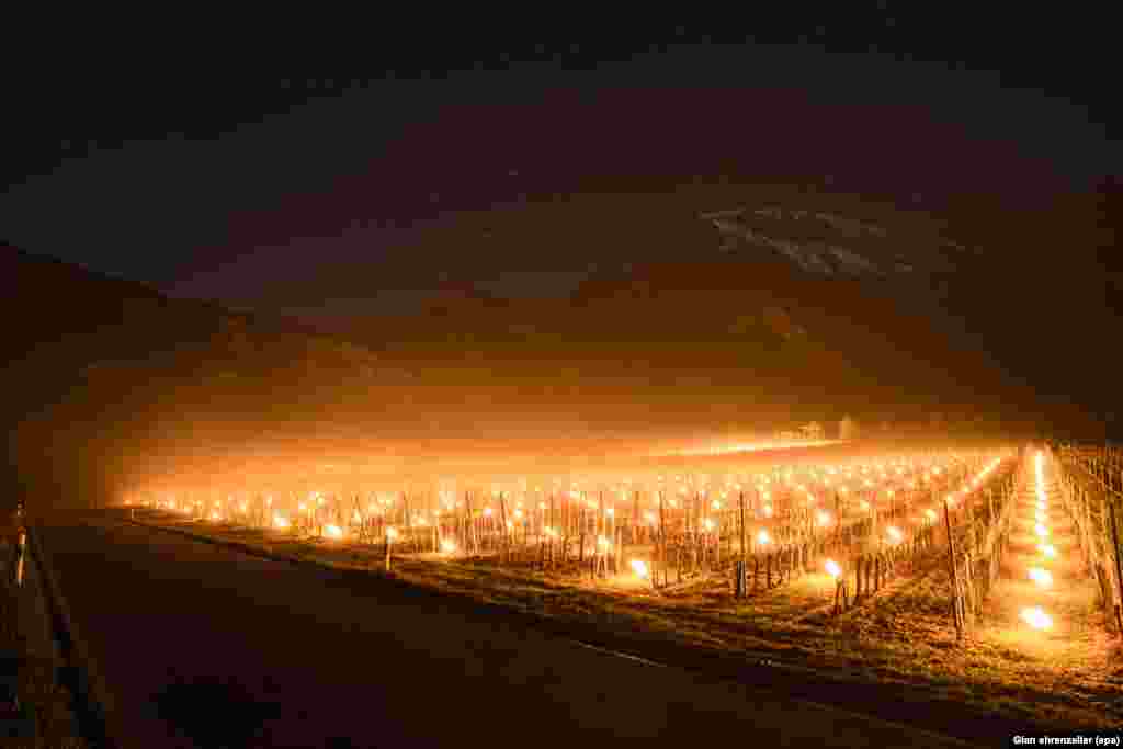 Anti-frost candles burn in a vineyard in Flaesch, in the Swiss canton of Grisons. Due to unseasonally low temperatures, wine growers are attempting to protect their grape shoots with additional warmth from the anti-frost candles.