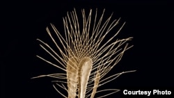 Top 10 New Species 2014