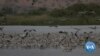 Mass Bird Migrations Pose Unique Challenge for Israeli Air Force