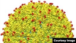 Representation du virus Zika