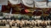 Le Caire veut en finir avec le sacrifice de moutons dans la rue