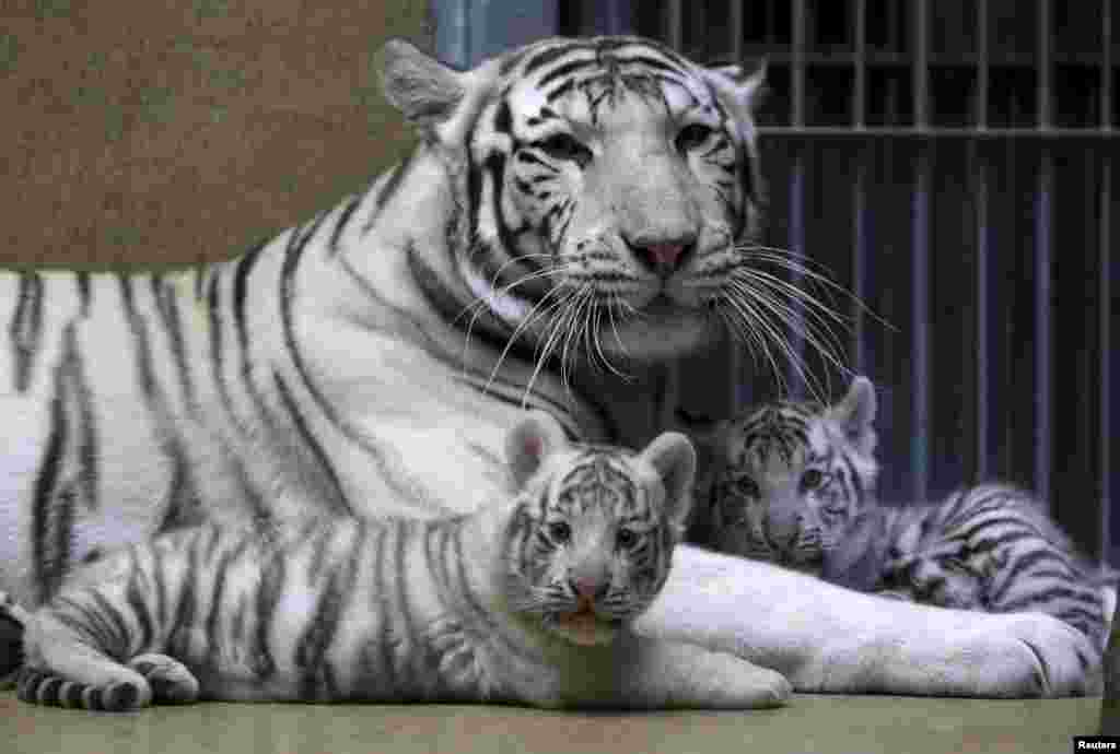 Suraya Bara, an Indian white tiger, rests with its newly born cubs in their enclosure at Liberec Zoo, Czech Republic.