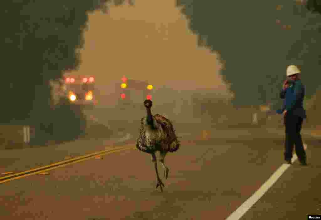 An emu runs down the road to escape an approaching wildfire as it burns near Potrero, California, June 20, 2016.