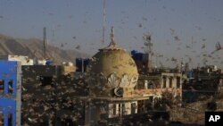 FILE - Locusts swarm a residential area of Quetta, Pakistan, June 12, 2020.