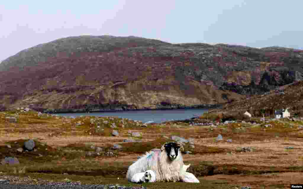 A ewe and its lambs rest on the Isle of Lewis and Harris, an island off the northwestern tip of Scotland in the Outer Hebrides, Britain. Awesome photos, Moe Moe! All set.