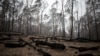 Burnt tree logs are seen near Batemans Bay, Australia, Jan. 8, 2020. 