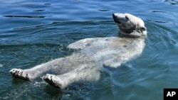Polar bear Nanook takes a bath during an extreme hot summer, July 24, 2019 at the zoo in Gelsenkirchen, Germany.