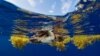 Young loggerhead seeks refuge in Sargassum seaweed where it’s warm and there’s plenty to eat. (Jim Abernethy, NMFS)
