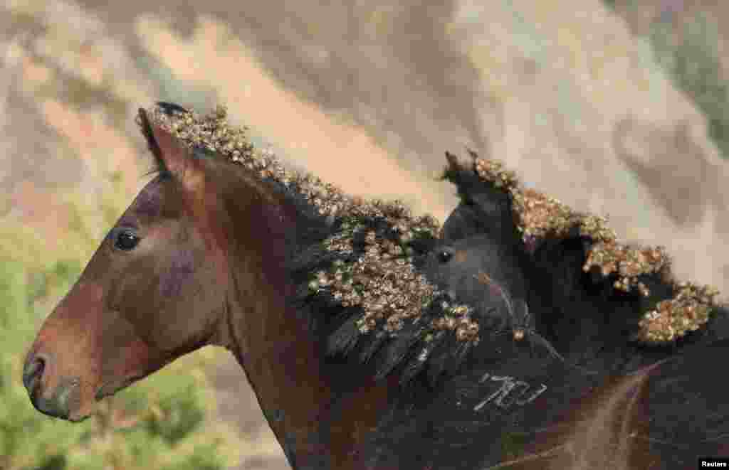 Horses covered with burdock graze in the Siberian Taiga area on the bank of the Yenisei River outside Krasnoyarsk, Russia.