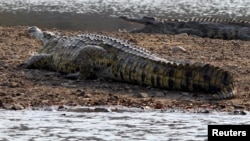Un crocodile se promène à Cahora Bassa dam dans la province de Tete où le joueur a été attaqué, au Mozambique, le 22 septembre 2010. (Photo d'illustration)