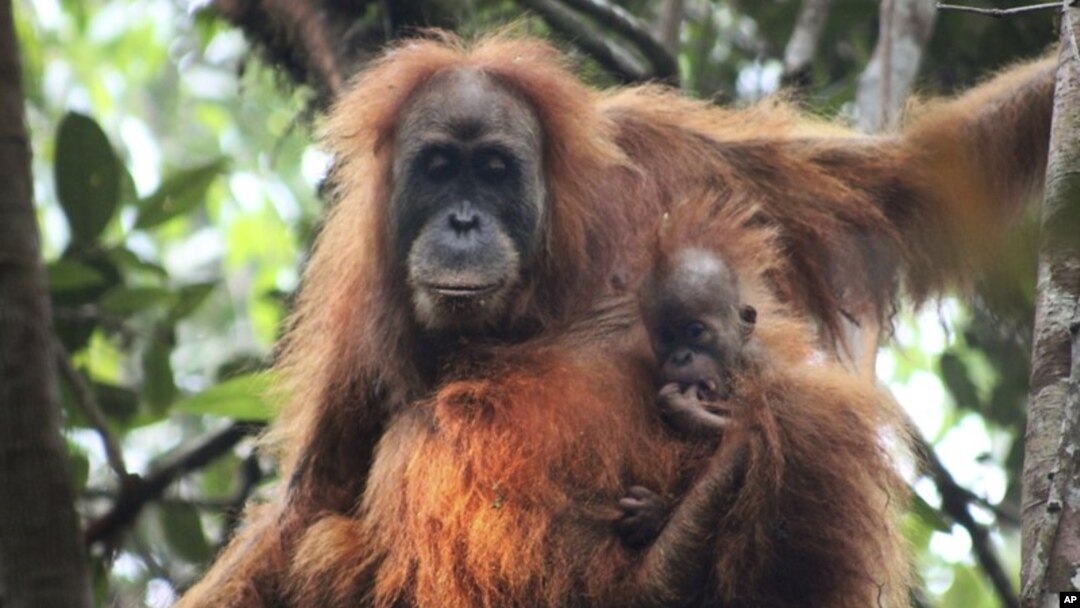 This undated photo released by the Sumatran Orangutan Conservation Programme shows a Tapanuli orangutan with its baby in Batang Toru Ecosystem in Tapanuli, North Sumatra, Indonesia. (James Askew/Sumatran Orangutan Conservation Programme via AP)