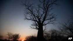 The sun sets behind a baobab tree, known as the tree of life, in Mudzi, Zimbabwe, Thursday, Aug. 22, 2024.