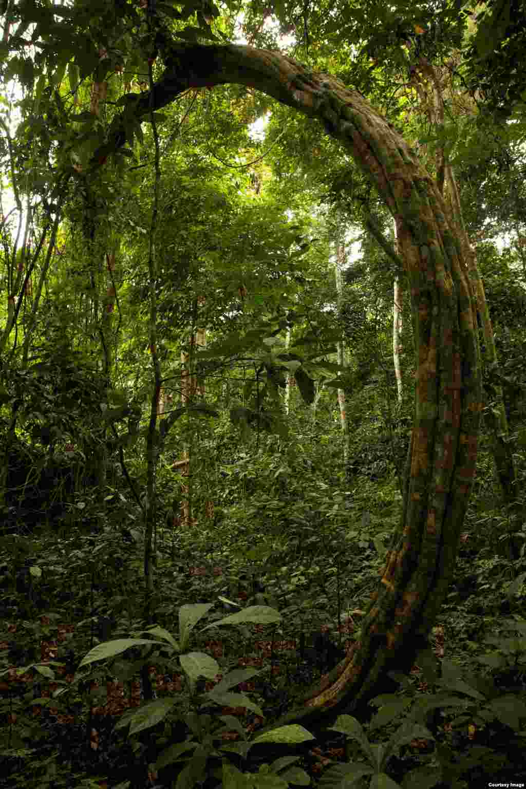 Lianas are long-stemmed, woody vines rooted in the soil that climb or twine around other plants. (Credit: ©Wild-Touch, Sarah Del Ben, 2012)