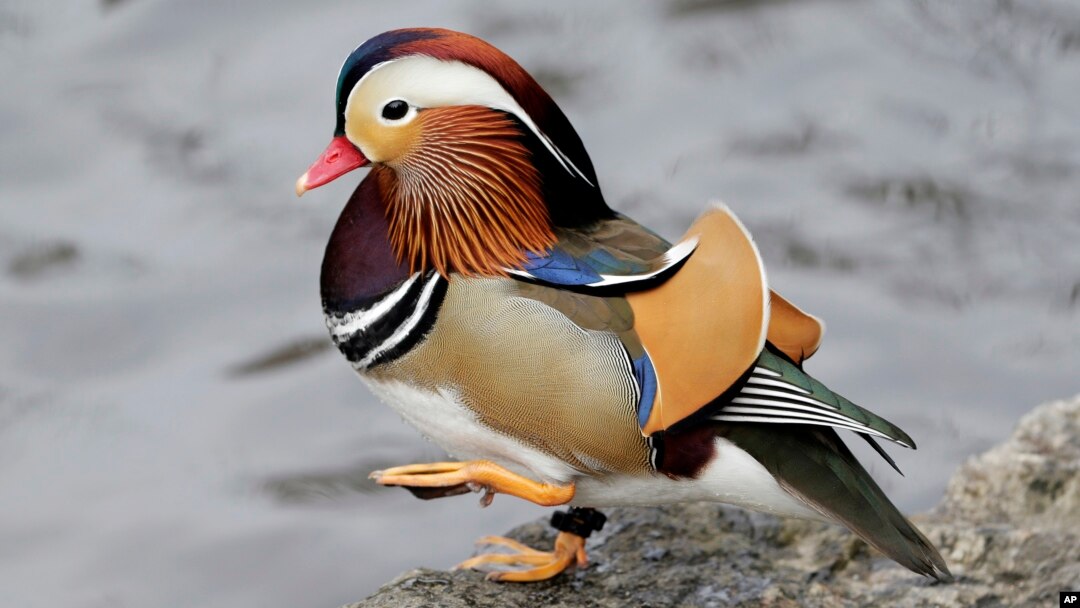 A Mandarin duck walks in Central Park in New York, Wednesday, Dec. 5, 2018. In the weeks since it appeared in Central Park, the duck has become a celebrity. (AP Photo/Seth Wenig)