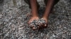Fèves de cacao au Nigeria, 25 aout 2014 