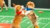 TV Puppy Bowl