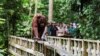 A female Bornean orangutan carries her offspring at a rehabilitation center in Sepilok, Malaysia, Aug. 17, 2024.