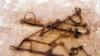 Slave shackles