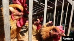 Des poules en cage.